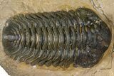 Phacopid (Acastoides) Trilobite - Foum Zguid, Morocco #363106-1